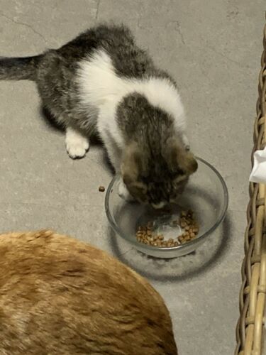 Donate To Cat Feeding And Care In A Home Shelter